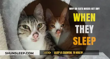 Why Do Cats' Noses Get Dry During Sleep? Explained