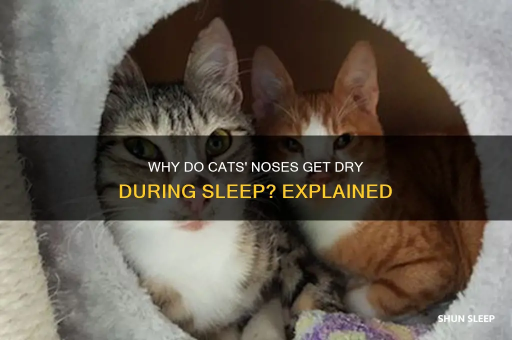 why do cats noses get dry when they sleep