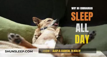 Chihuahuas' Sleeping Patterns: Why They Snooze All Day