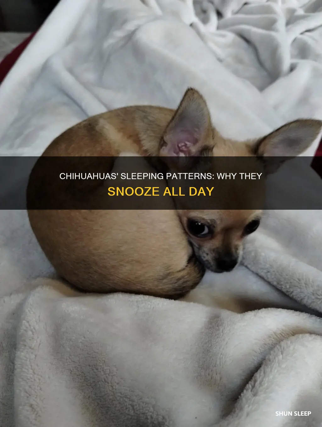 why do chihuahuas sleep all day