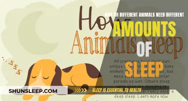 Sleep Patterns: Animal Diversity and Their Sleep Needs