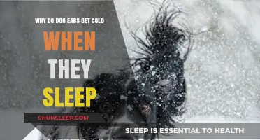Why Do Dogs' Ears Get Cold During Sleep? Explained