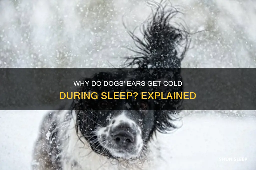 why do dog ears get cold when they sleep