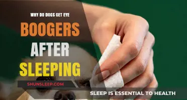 Why Do Dogs Get Eye Boogers After Sleeping? Explained