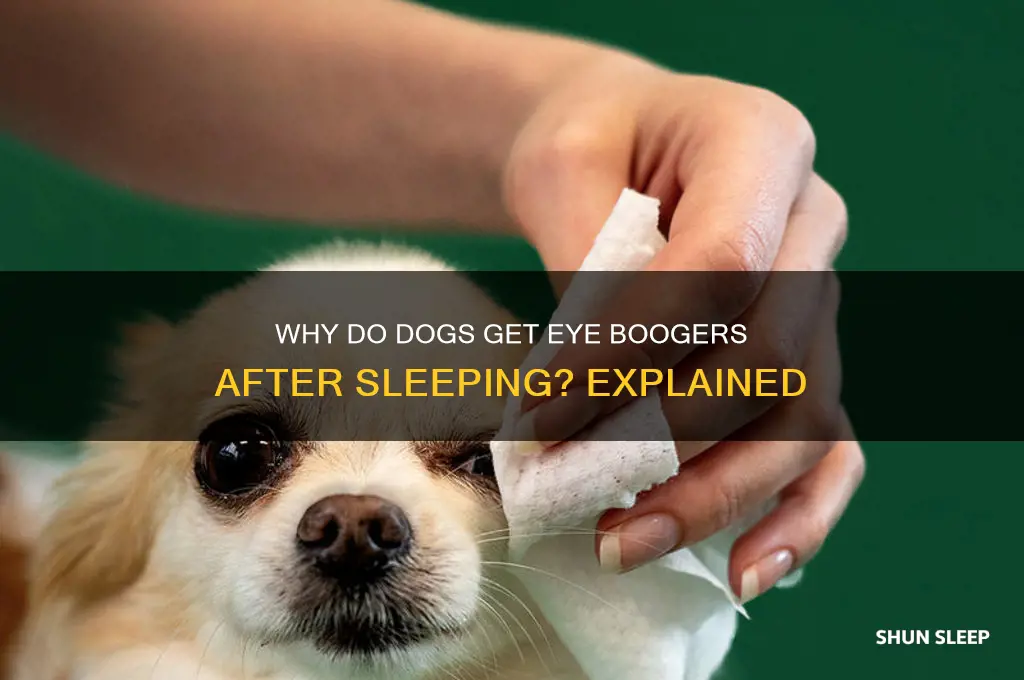 why do dogs get eye boogers after sleeping