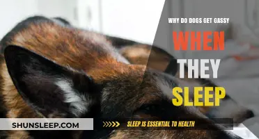 Why Do Dogs Get Gassy When They Sleep? Causes and Solutions