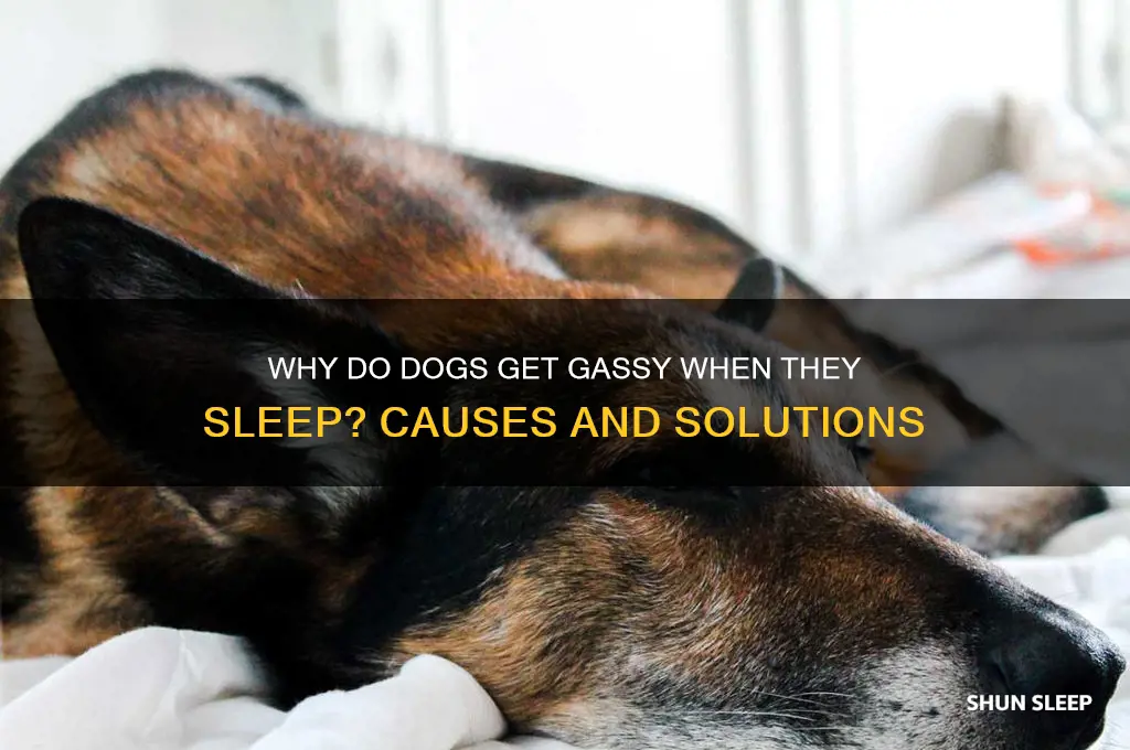 why do dogs get gassy when they sleep