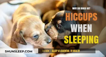 Why Do Sleeping Dogs Get Hiccups? Exploring the Canine Phenomenon