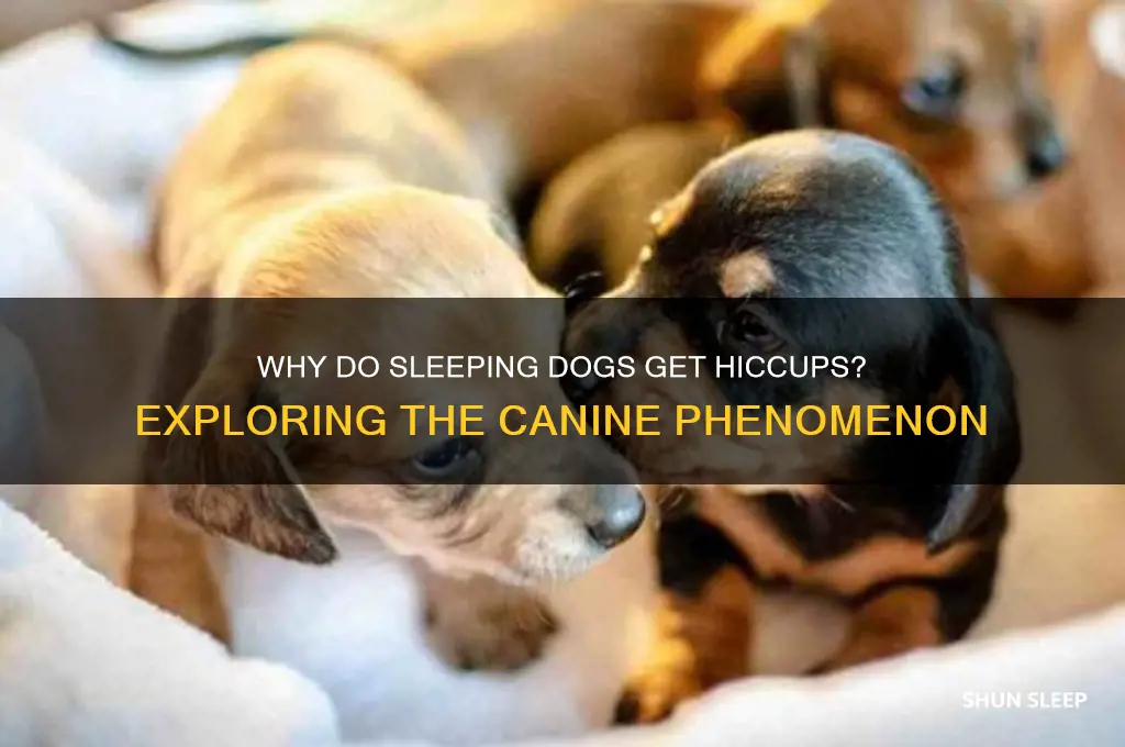 why do dogs get hiccups when sleeping