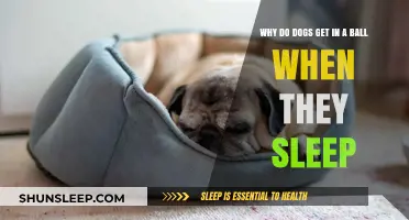 Why Dogs Curl Up in a Ball When Sleeping: Explained