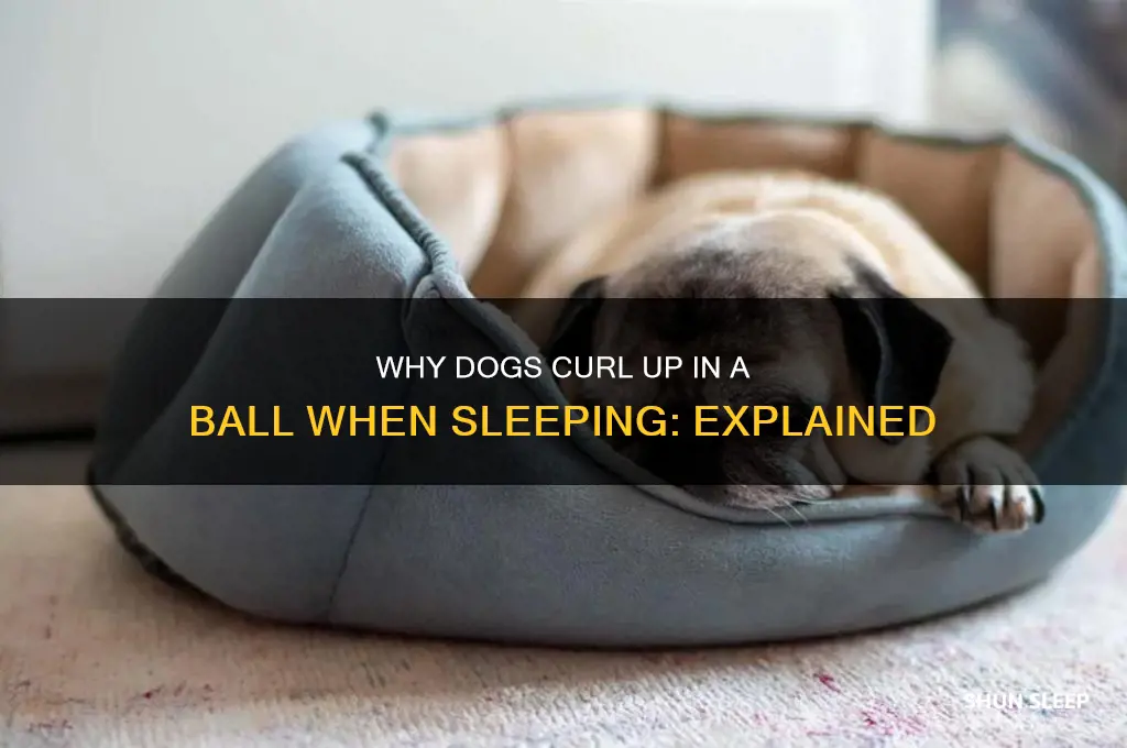 why do dogs get in a ball when they sleep