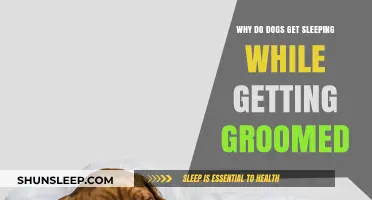 Why Dogs Drift Off: The Soothing Science of Grooming Slumber