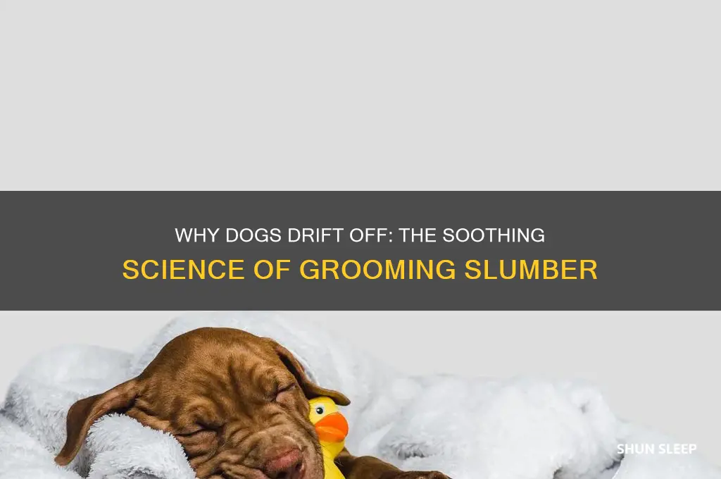 why do dogs get sleeping while getting groomed