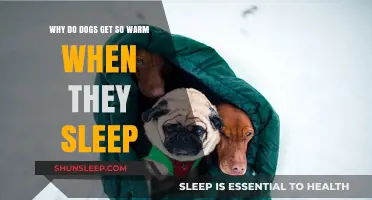 Why Do Dogs Get So Warm When They Sleep?