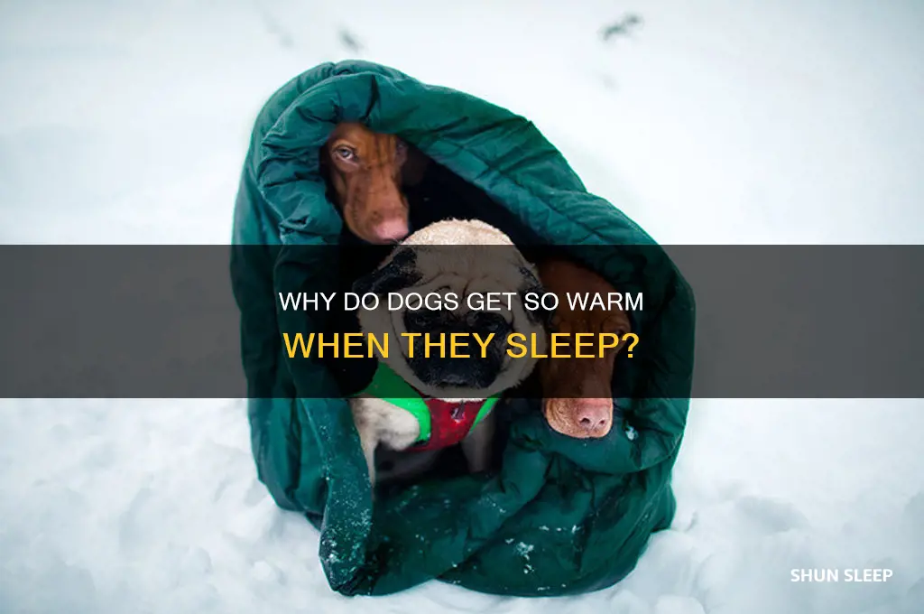 why do dogs get so warm when they sleep