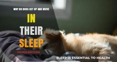 Why Do Dogs Twitch and Move During Sleep? Explained