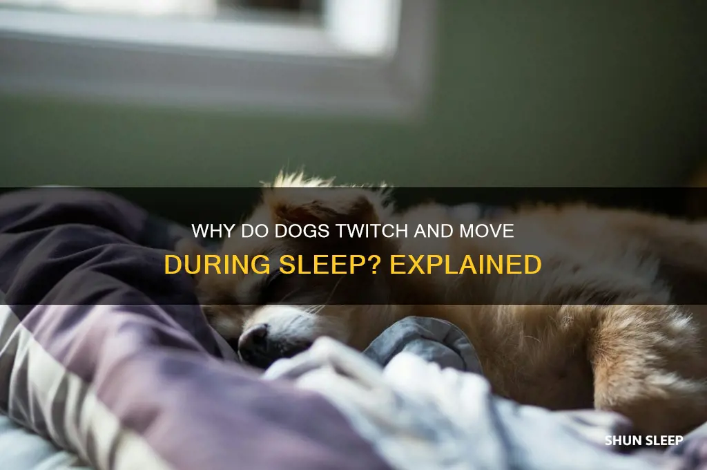 why do dogs get up and move in their sleep