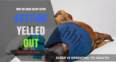 Why Dogs Sleep After Being Yelled At: Understanding Canine Stress Responses