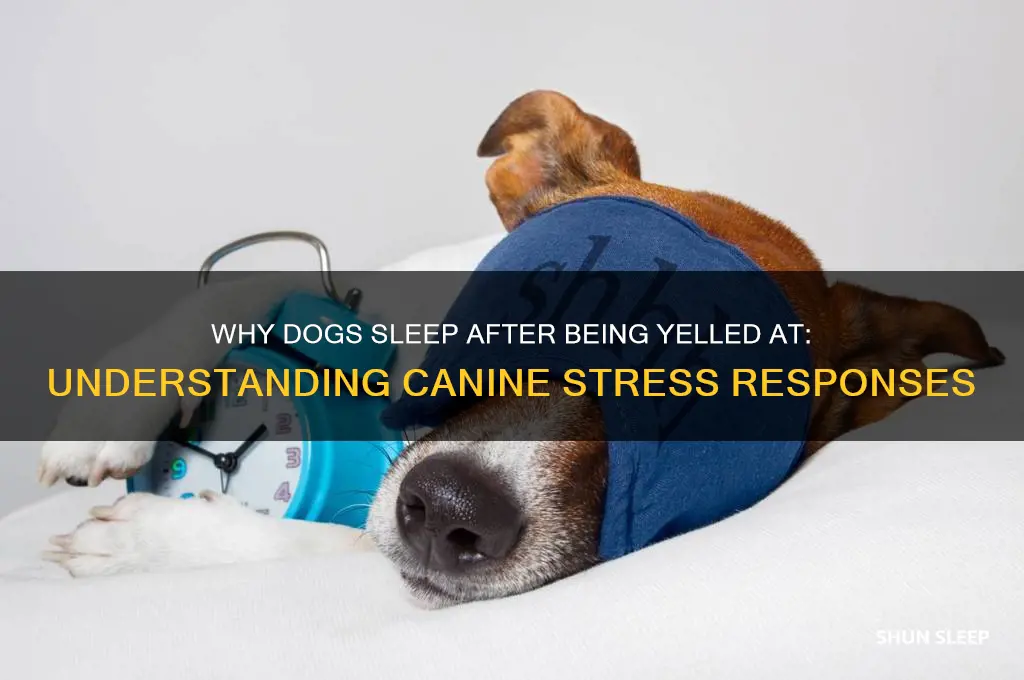 why do dogs sleep after getting yelled out