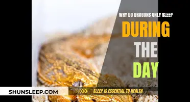 Daytime Naps: The Secret Dragon Habit Explained