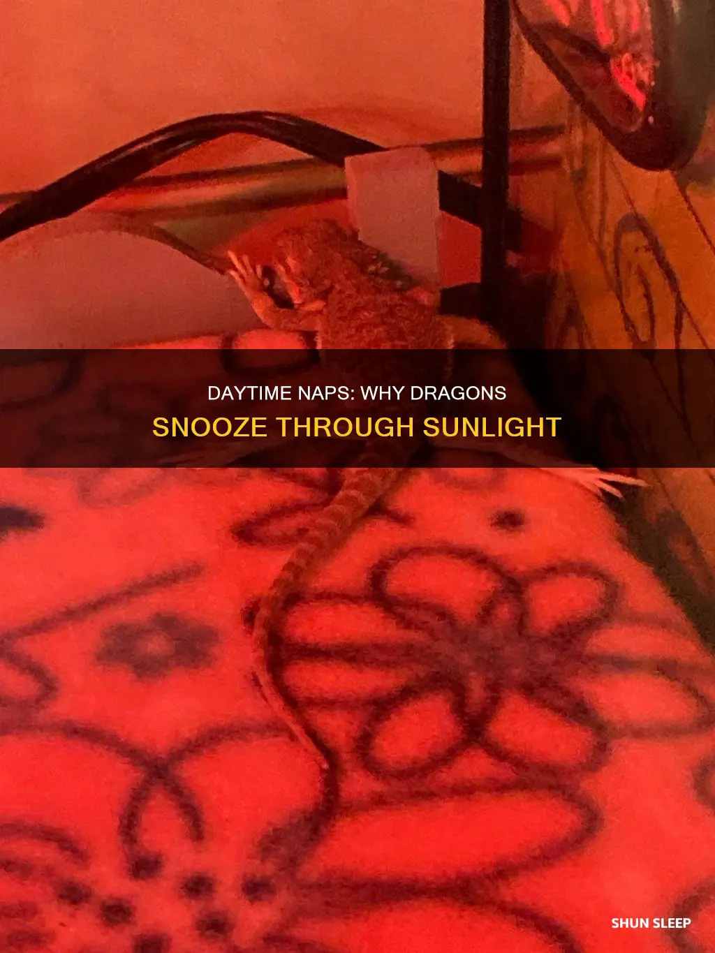 why do dragons sleep during the day a-66