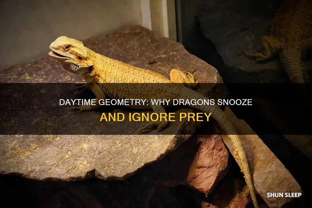 why do dragons sleep during the day geometry