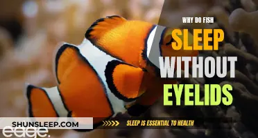 How Fish Sleep: Eyelid-less Naps Explained