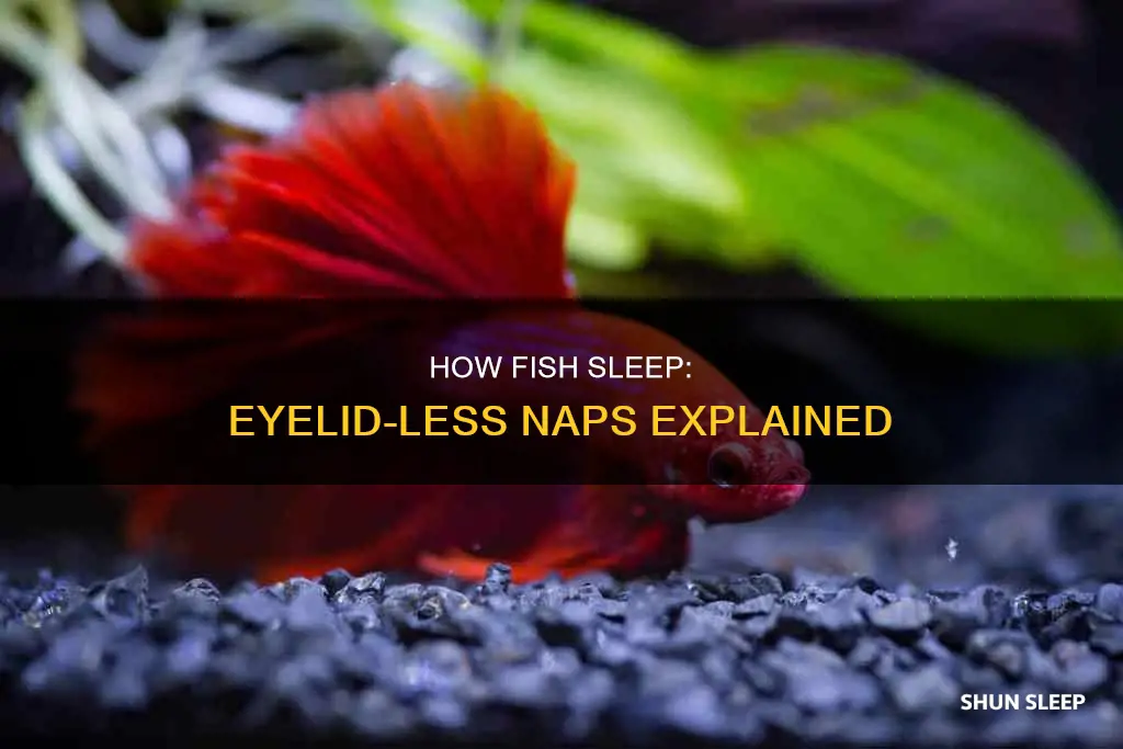 why do fish sleep without eyelids