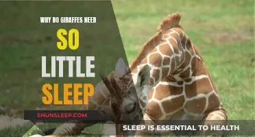 Giraffes' Long-Standing Sleep Mystery: How Do They Do It?