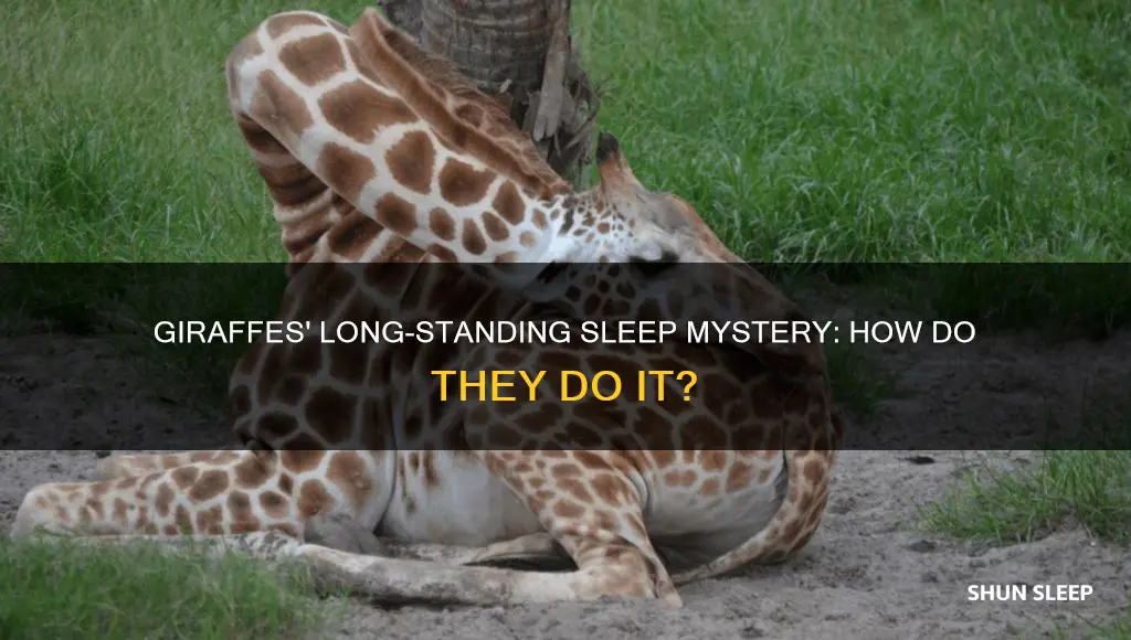 why do giraffes need so little sleep