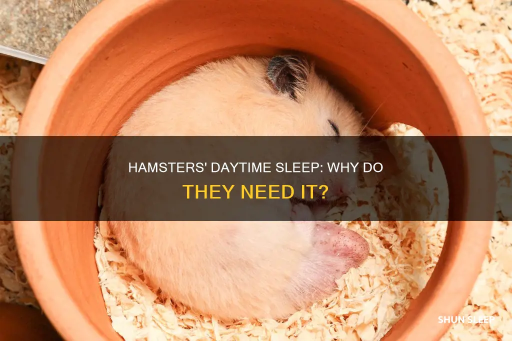 why do hamster sleep in the day