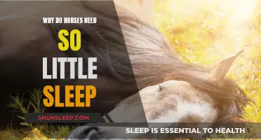 Horses' Sleep Patterns: How Little Do They Need?
