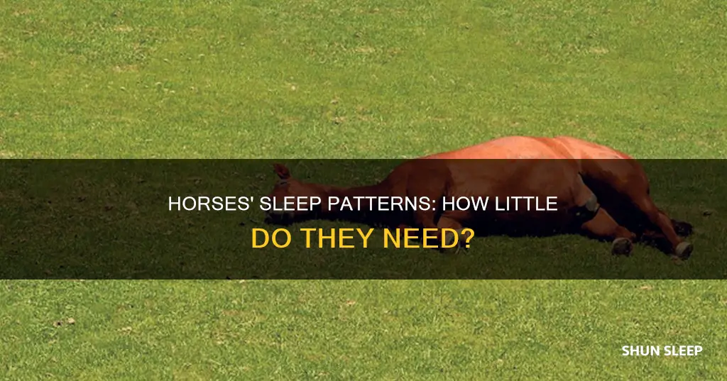 why do horses need so little sleep