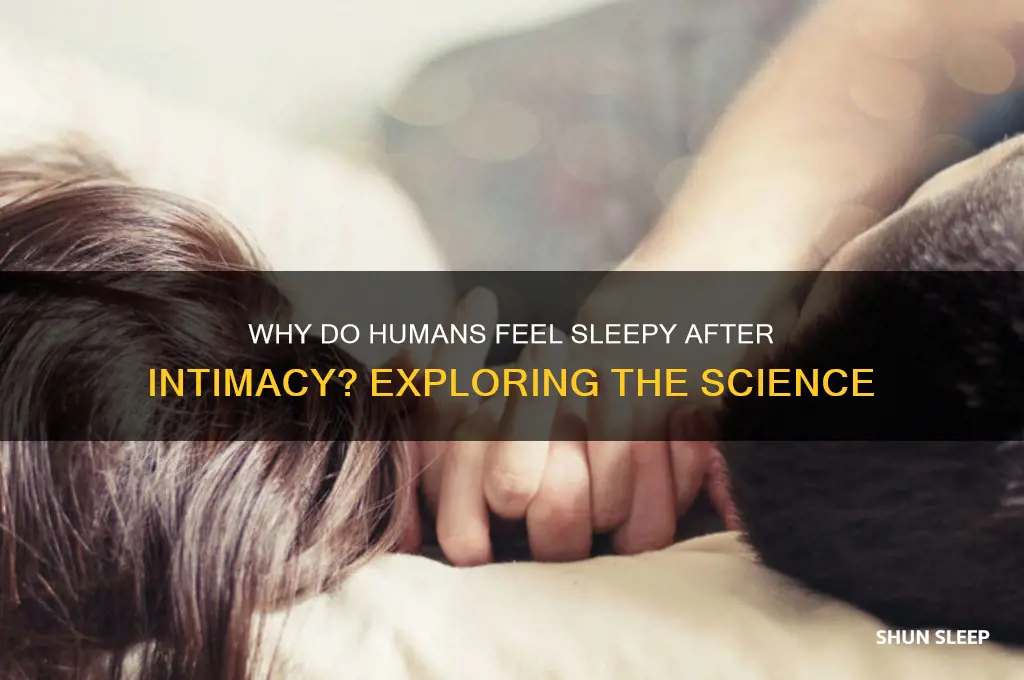 why do humans get sleep after sex