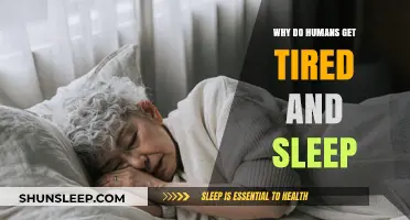 Understanding Human Fatigue: Why We Get Tired and Need Sleep