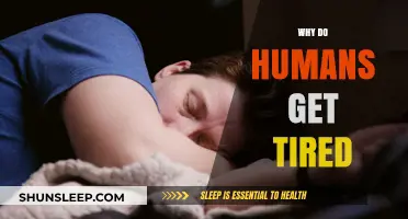 Understanding Fatigue: Why Do Humans Get Tired So Easily?
