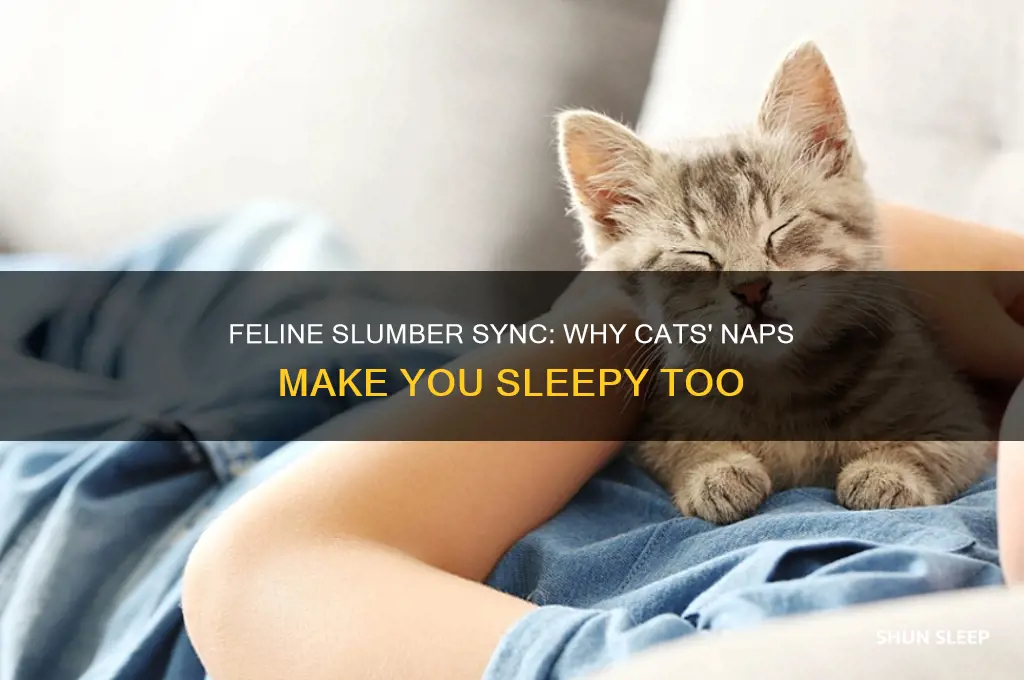 why do i get sleepy when my cats are sleeping