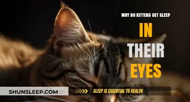 Why Kittens Wake Up with Sleep in Their Eyes Explained