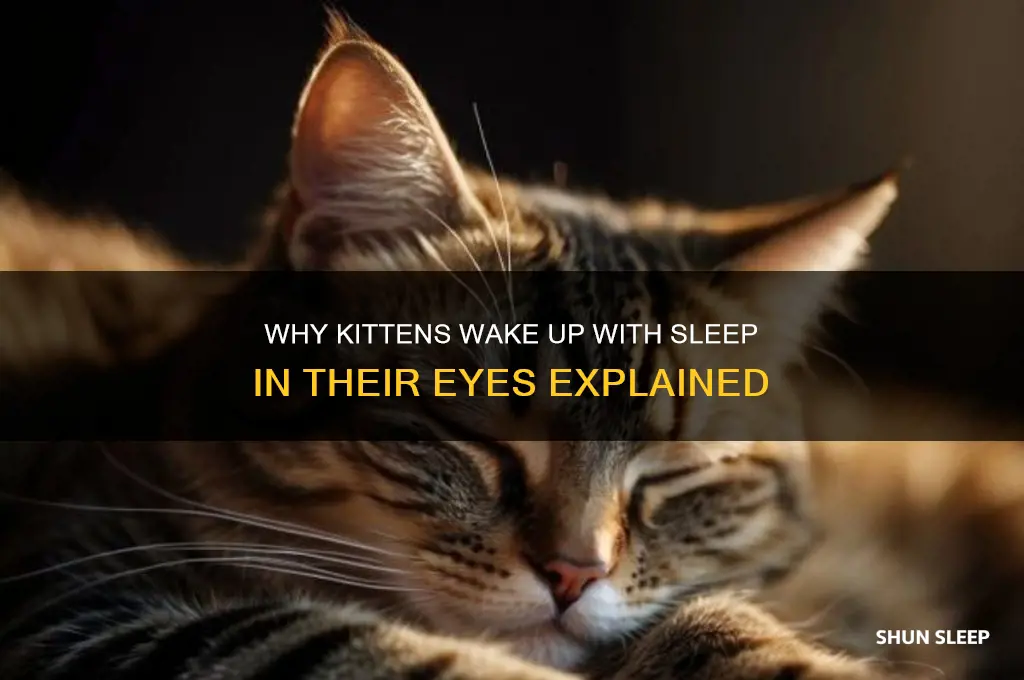 why do kittens get sleep in their eyes
