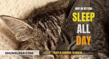 The Sleep Patterns of Kittens: Why They Snooze All Day