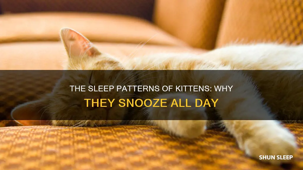 why do kittens sleep all day