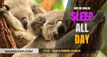 The Sleepy Koala: Unraveling Their Daily Slumber Mystery