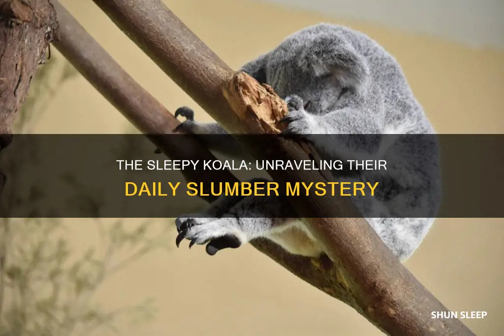 why do koalas sleep all day