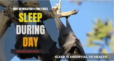 Daytime Slumber: The Mystery of Flying Foxes