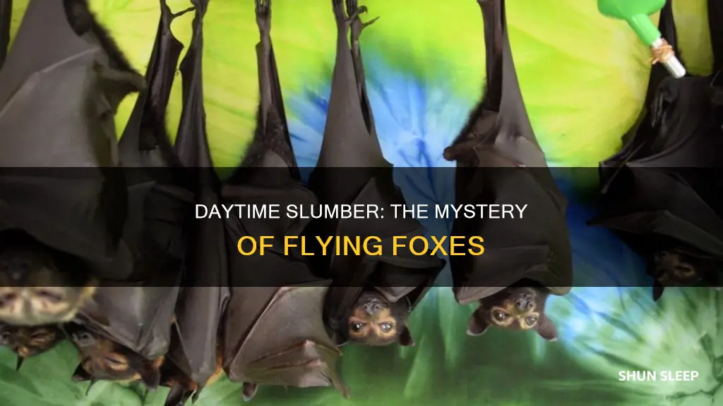 why do malayan flying foxes sleep during day