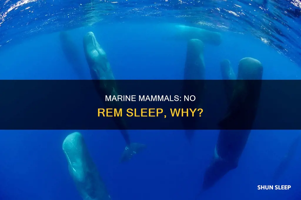 why do marine mammals don