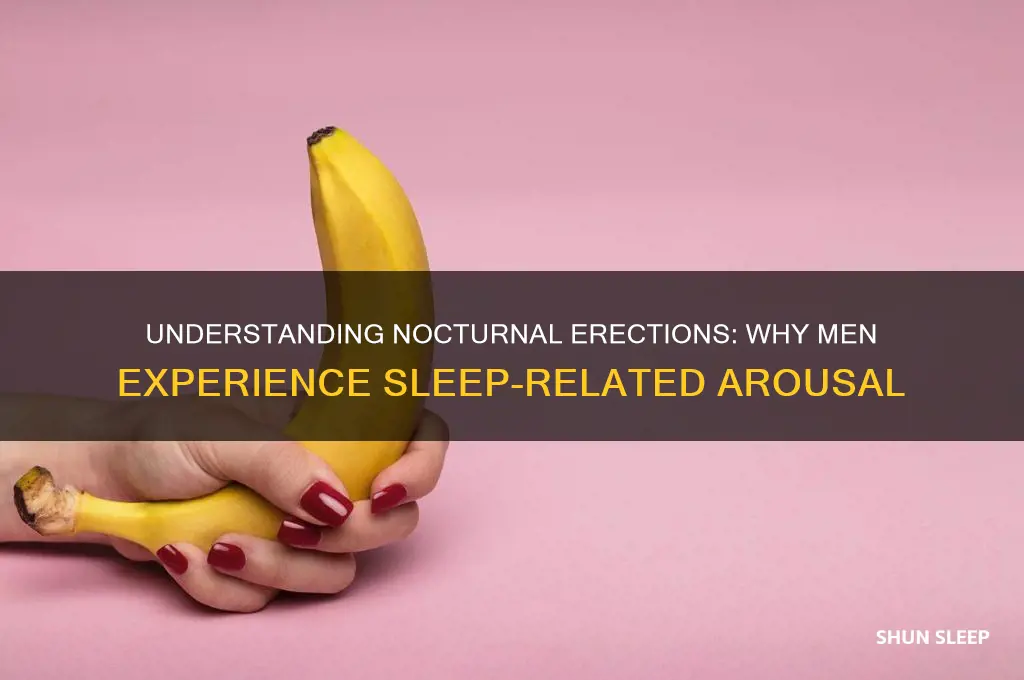 why do men get erections in their sleep