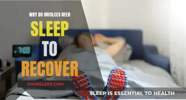 Muscle Recovery: Sleep's Role in Repairing Muscles