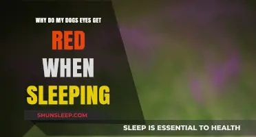 Why Do Dogs' Eyes Turn Red During Sleep? Explained