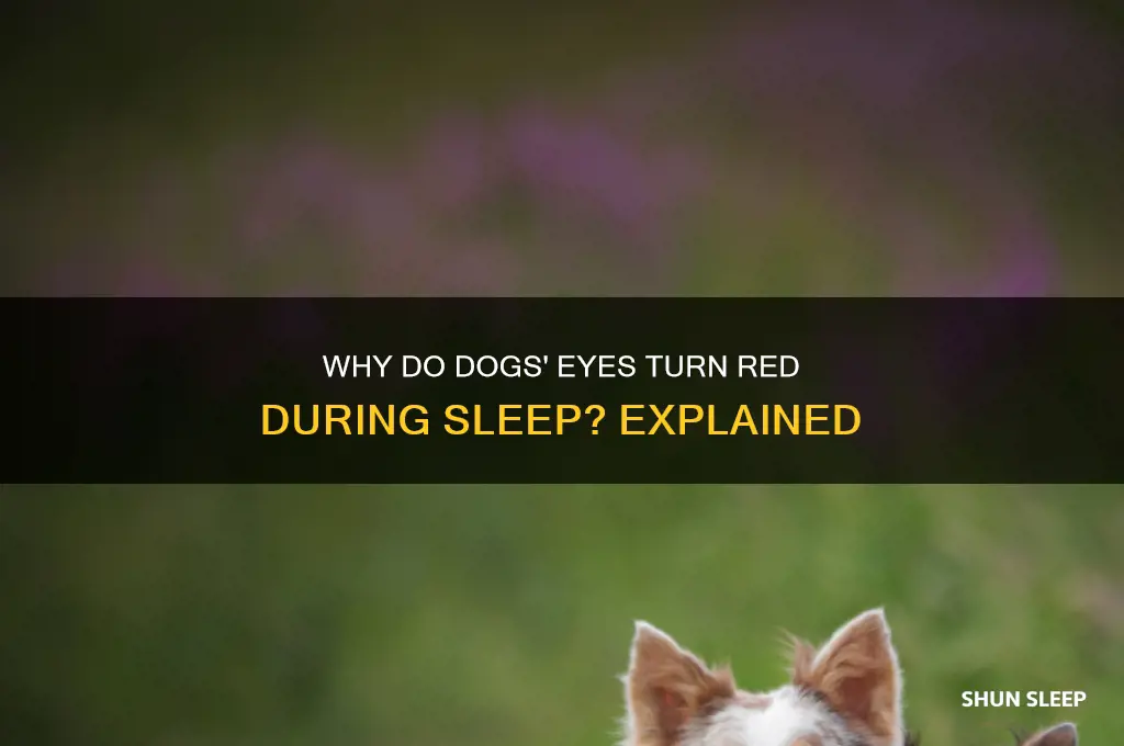 why do my dogs eyes get red when sleeping